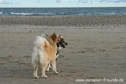 (Foto Goslar)_daenemark_2010_IMG_1090_Skagen_Nordstrand.jpg - Jetzt ist es fort!